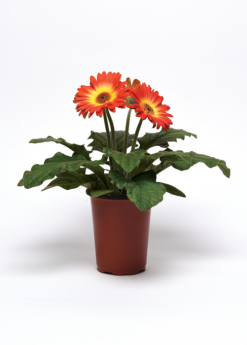 Gerbera jamesonii Colorbloom Orange Yellow Bicolor 1000 semien